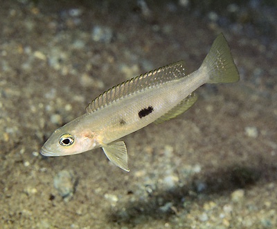 Lepidiolamprologus sp. 'meeli kipili' Kipili